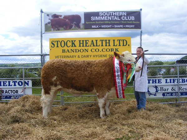 Overall Simmental Champion & Interbreed Female Champion 'Raceview Beauty Matilda' - Peter O'Connell