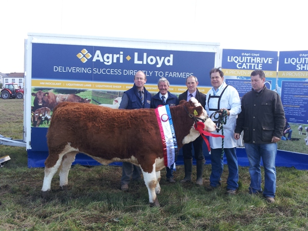 enniscrone12_club_yearling_heifer_champ_cloondroon_charlize