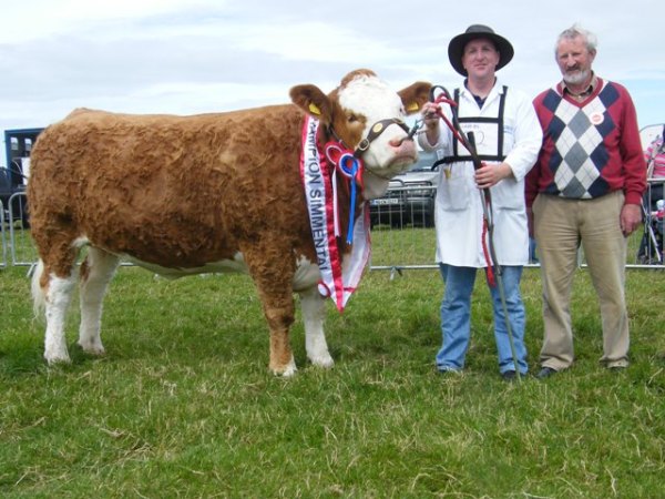 Overall Simmental Champion and Interbreed Champion 'Rathlee Andrea'