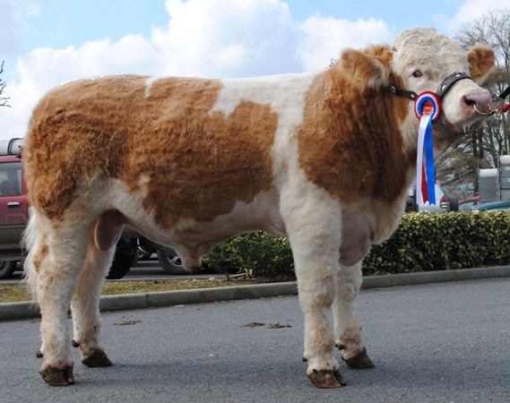 Kilkenny Champion March 2013