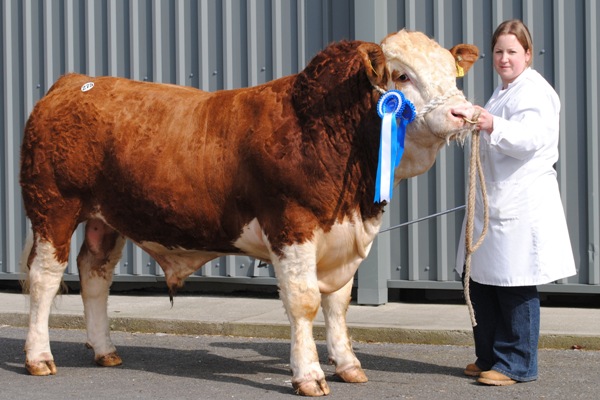 Kilkenny Reserve Champion March 2013