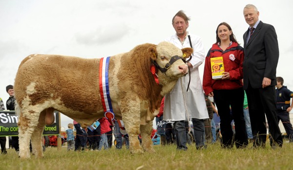 Norbrook Simmental Ploughing Bull Champion 'Curaheen Bossman' owned by David Wall
