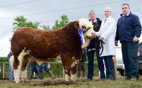 Reserve Champion 'Dripsey Fredie'