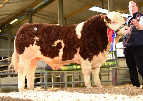 Rathlee Hunk €2300