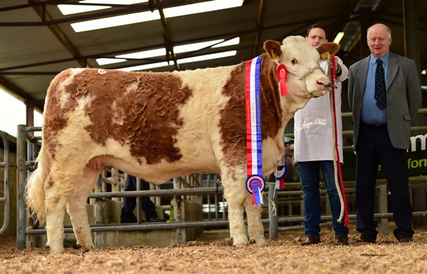 Shiloh-Farm Glamorous Lady €2900