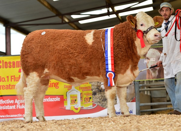Yearling Heifer Champion 'Clonagh Exquisite Triffle' €3900