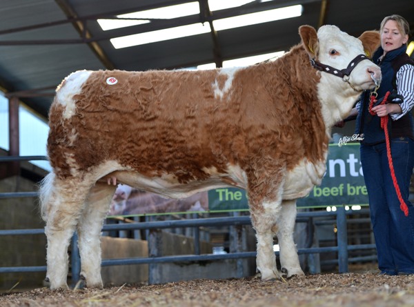 'Clonagh Dotty Brumble' €2500