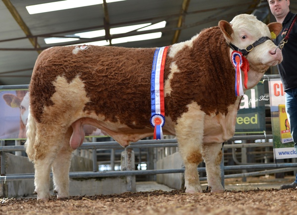 Junior Bull Champion 'Broomfield Elmo' €4500
