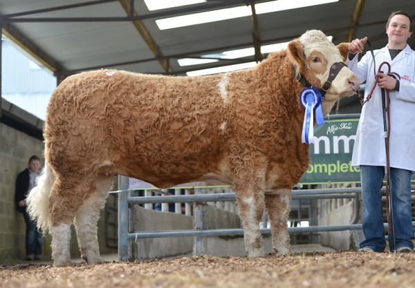 Reserve Female Champion 'Fearna Duchess' €5000