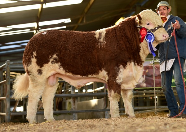 Junior Bull Reserve Champion 'Clonagh Horny Tiger G' €5000