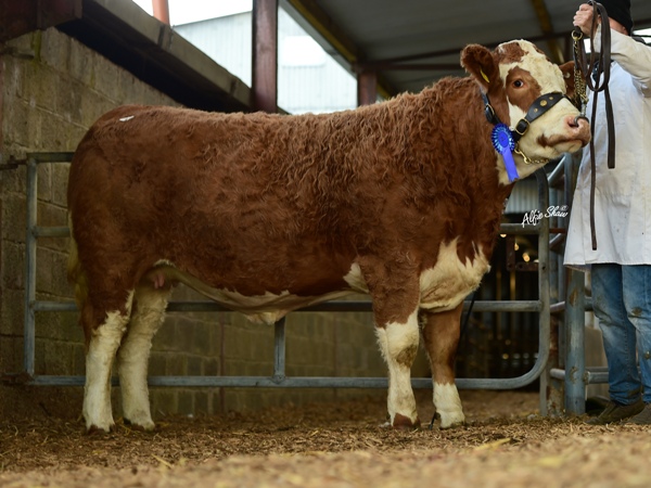 Reserve Senior Heifer 'Firmount Flicka Rose' €2400