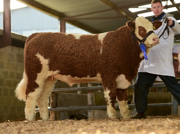 Reserve Weanling Heifer 'Clonguish Grace ET' €8200