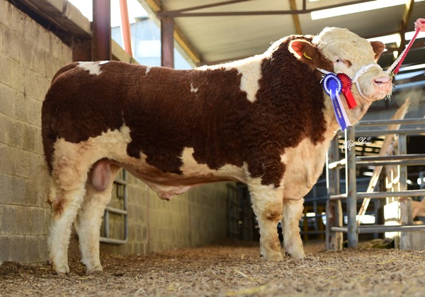 Senior Bull Reserve Champion 'Rabawn Gooch' €4600