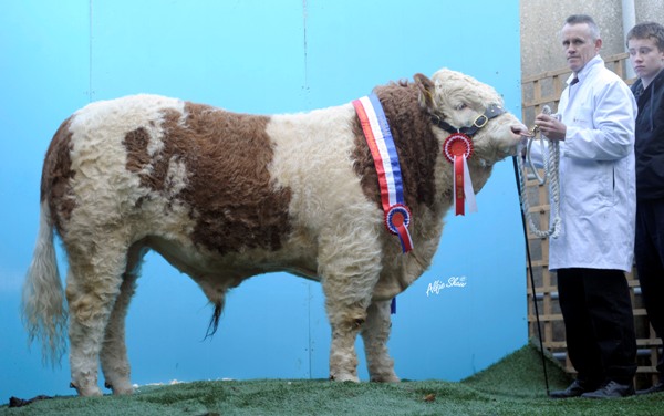 Lot 011 National Yearliing Champion Bull 'Rabawn Bruce Almight' €4000