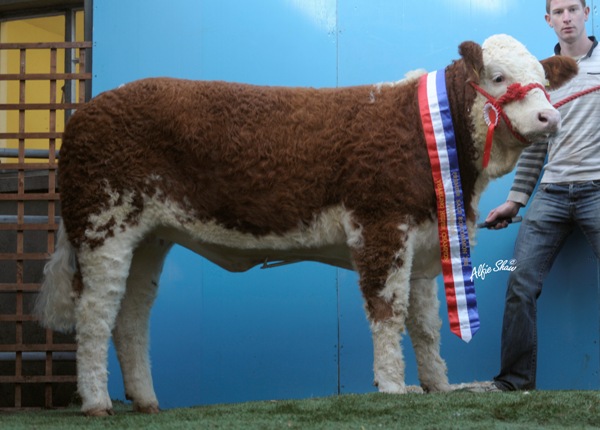 Lot 84 Tulla Blossom €4900 'Yearling Heifer Champion'