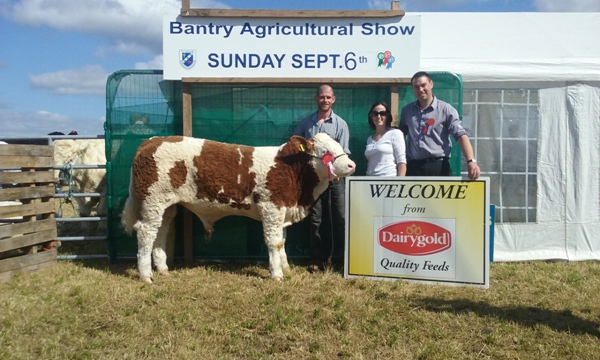 Bantry Show Southern Simmental Club Junior Bull Calf Champion 'Corbally Groover'