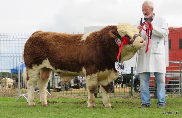 Limerick Male Champion & Reserve Overall Champion 'Towerhill Freaky Friday'