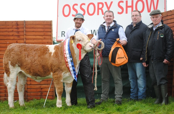 Ossory South Eastern Club Weanling Heifer Champion 'Jennalyn Fruity'