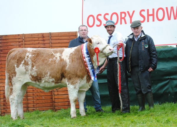Ossory South Eastern Club Yearling Heifer Champion 'Clonagh Fabulous Babe'