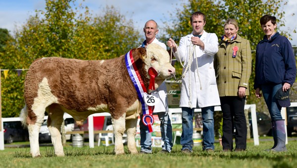 Strokestown National Junior Bull Champion 'Barnattin George'