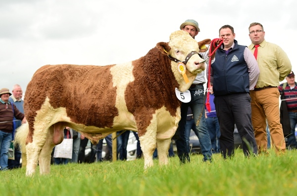 Plough Championships 3rd 'Clonagh Gentle Giant'
