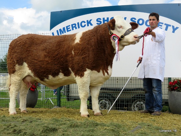 Limerick Show Reserve Champion 'Kilbride Farm Eunice'
