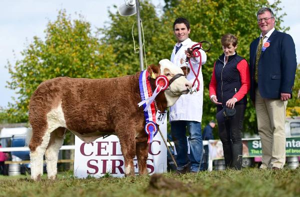 Strokestown Show & Celtic Sires Junior Bull Calf Champion 'Rathnashan Hunzo'