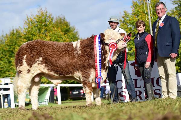 Strokestown Show & Celtic Sires Senior Bull Calf Champion 'Clonagh Horny Tiger'