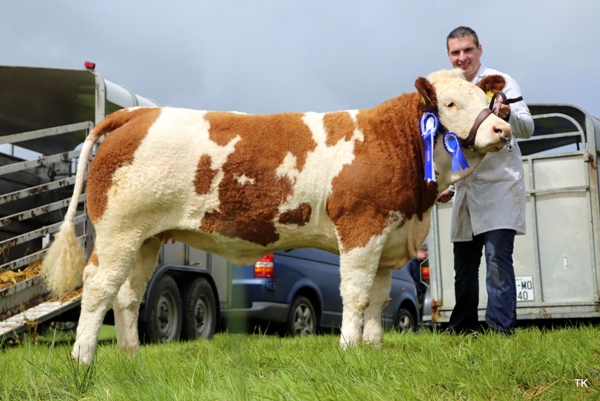 Swinford Show Reserve Champion 'Lakeview Grammy'