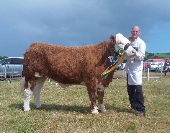 Overall Reserve Interbreed Champion & 1st Simmental Cow / Heifer Class 'Corbally Goddess Vintage'