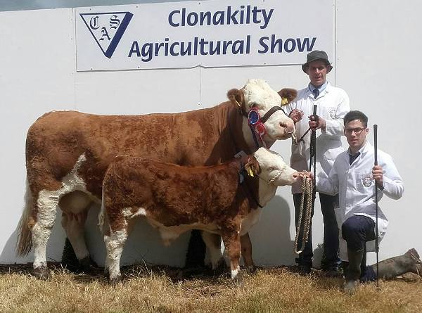 Interbreed Female & Reserve Simmental Champion & 1st Cow Class 'Raceview Cathy Willamina'