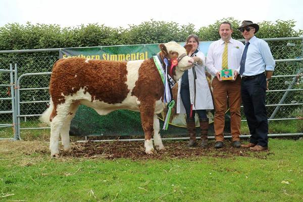 Barryroe 2017 Reserve Interbreed Beef Calf Champion, Reserve Overall Simmental Champion & Southern Simmental Club Yearling Heifer Calf Champion 'Raceview Honey'