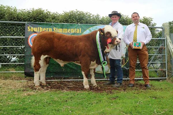 Barryroe 2017 Southern Simmental Club Weanling Bull Calf Champion 'Raceview Hulk'