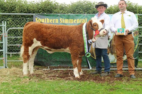 Barryroe 2017 Southern Simmental Club Weanling Heifer Calf Champion 'Raceview Heriyosa'