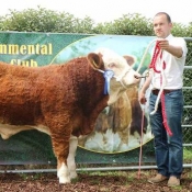 Barryroe 2017 2nd Southern Simmental Club Weanling Bull Calf Champion 'Bearna Dhearg Haka'