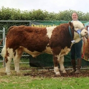 Barryroe 2017 2nd Southern Simmental Club Yearling Bull Calf Champion 'Seaview Hendrix'