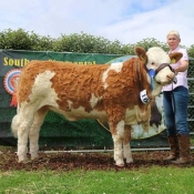 Barryroe 2017 2nd Southern Simmental Club Yearling Heifer Calf Champion 'Dripsey Honey Heart ET'