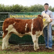 Barryroe 2017 3rd Southern Simmental Club Weanling Heifer Calf Champion 'Mohona Happy T12'