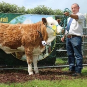 Barryroe 2017 3rd Southern Simmental Club Yearling Heifer Calf Champion 'Dripsey Holly Heart ET'