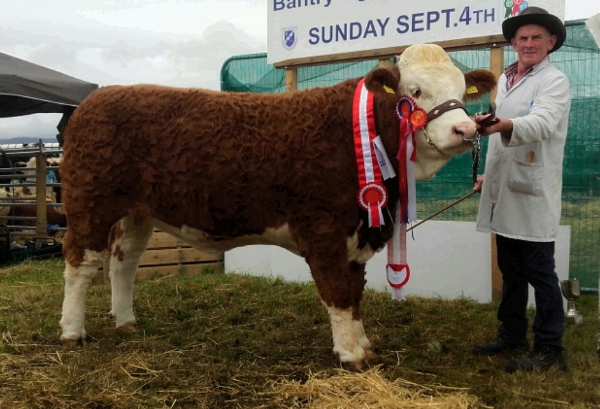 Bantry Show Overall Simmental Champion 'Raceview Faustina Wynty'