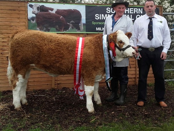 Barryroe Overall Breed_Inter Calf_Sth Club Yearling Heifer Champ Raceview Gypsy Verona