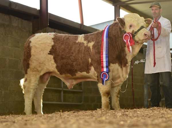 Ros1116 Junior Bull Champion 'Bridgemount Garcia' €4100