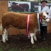 Barryroe Show Overall Breed Interbreed Calf Sth Club Yearling Heifer Champ 'Raceview Gypsy Verona'