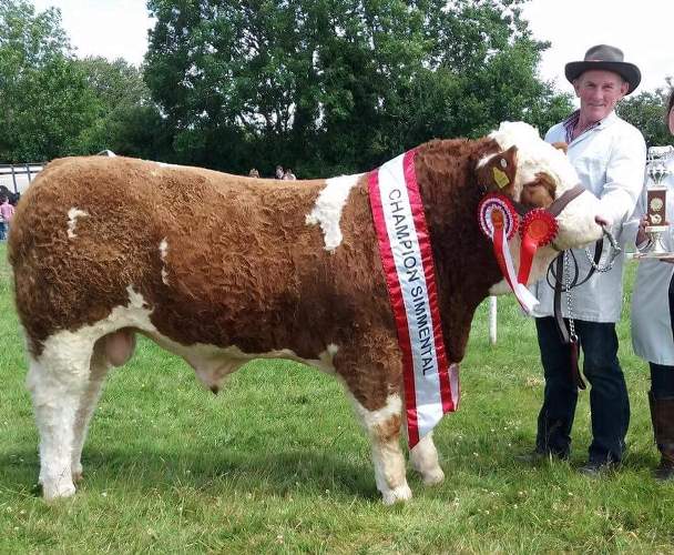 Dunmanway 2017 Munster Interbreed Beef Bull Champion, Overall Simmental Champion & 1st August '16 Bull Calf Class 'Raceview Herman'