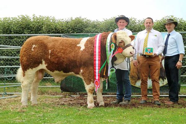 Barryroe 2017 Interbreed Beef Male Champion, Interbreed Beef Calf Champion, Overall Simmental Champion & Southern Simmental Club Yearling Bull Calf Champion 'Raceview Hermon'