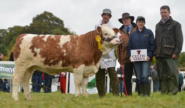 National Senior Heifer Calf Class 3rd 'Clonagh Delightly Fabulous'
