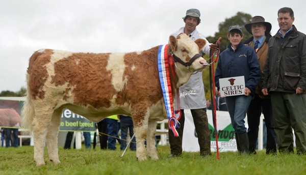 National Senior Heifer Calf Champion 'Clonagh Dora The Explorer'