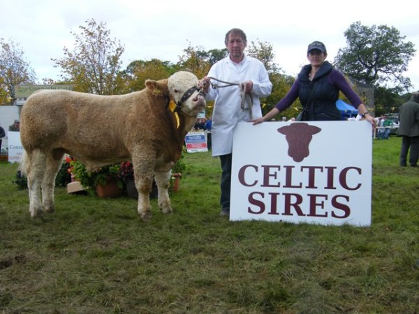 Celtic Sires National Bull Calf 3rd 'Curaheen Courageous'
