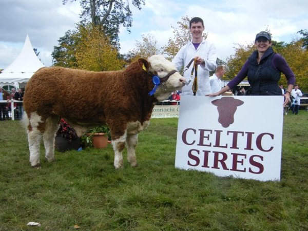 Celtic Sires National Bull Calf Reserve Champion 'Addinstown Cesar'