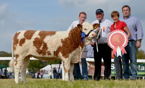 Celtic Sires Reserve Senior Heifer Calf 'Clonguish Eve'